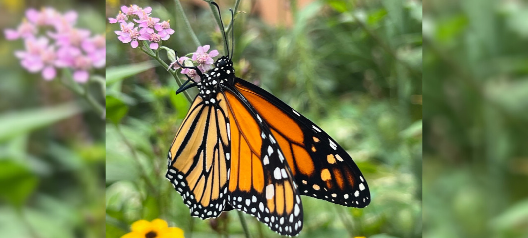 Pollinator Park “A Wonderful Resource”